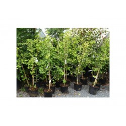 Γκίνγκο Μπιλόμπα Δέντρο (Ginkgo biloba) | kipogeorgiki.gr