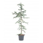 Blue Atlas Cedar (Cedrus atlantica 'Glauca') | Kipogeorgiki