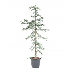 Blue Atlas Cedar Conifer Tree (Cedrus atlantica 'Glauca') Blue Atlas Cedar (Cedrus atlantica 'Glauca') | Kipogeorgiki