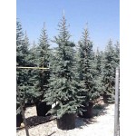 Blue Atlas Cedar (Cedrus atlantica 'Glauca') | Kipogeorgiki