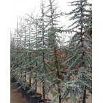 Blue Atlas Cedar (Cedrus atlantica 'Glauca') | Kipogeorgiki