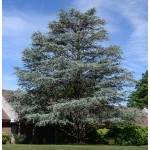Blue Atlas Cedar (Cedrus atlantica 'Glauca') | Kipogeorgiki