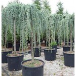 Weeping Blue Atlas Cedar Conifer Tree (Cedrus atlantica 'Glauca Pendula') Weeping Blue Atlas Cedar (Cedrus atlantica 'Glauca Pendula') | Kipogeorgiki