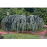 Weeping Blue Atlas Cedar Conifer Tree (Cedrus atlantica 'Glauca Pendula') Weeping Blue Atlas Cedar (Cedrus atlantica 'Glauca Pendula') | Kipogeorgiki
