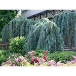 Weeping Blue Atlas Cedar Conifer Tree (Cedrus atlantica 'Glauca Pendula') Weeping Blue Atlas Cedar (Cedrus atlantica 'Glauca Pendula') | Kipogeorgiki