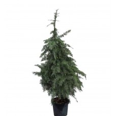 Κέδρος Ντεοντάρα Δέντρο (Cedrus deodara) | Κηπογεωργική