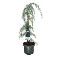 Κέδρος Κρεμοκλαδής (Cedrus deodara ‘Pendula’) | Κηπογεωργική