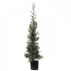 Cypress Arizonica ‘Fastigiata’ (Cupressus Arizonica ‘Fastigiata’) Cypress Arizonica ‘Fastigiata’ | Kipogeorgiki