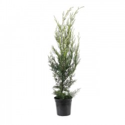 Leyland Cypress (Cupressus × leylandii) | Kipogeorgiki