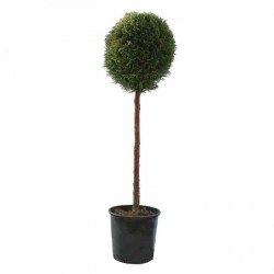 Leyland Cypress Ball Shape | Kipogeorgiki