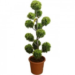 Leyland Cypress Pon-pon (Cupressus×leylandii) | Kipogeorgiki