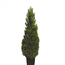 Κυπαρίσσι Λέιλαντ Πυραμίδα | Κηπογεωργική