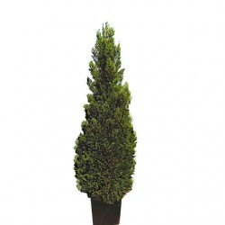 Leyland Cypress 'Pyramidalis' | Kipogeorgiki