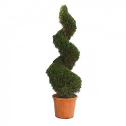 Leyland Cypress Spiral (Cupressus×leylandii) | Kipogeorgiki