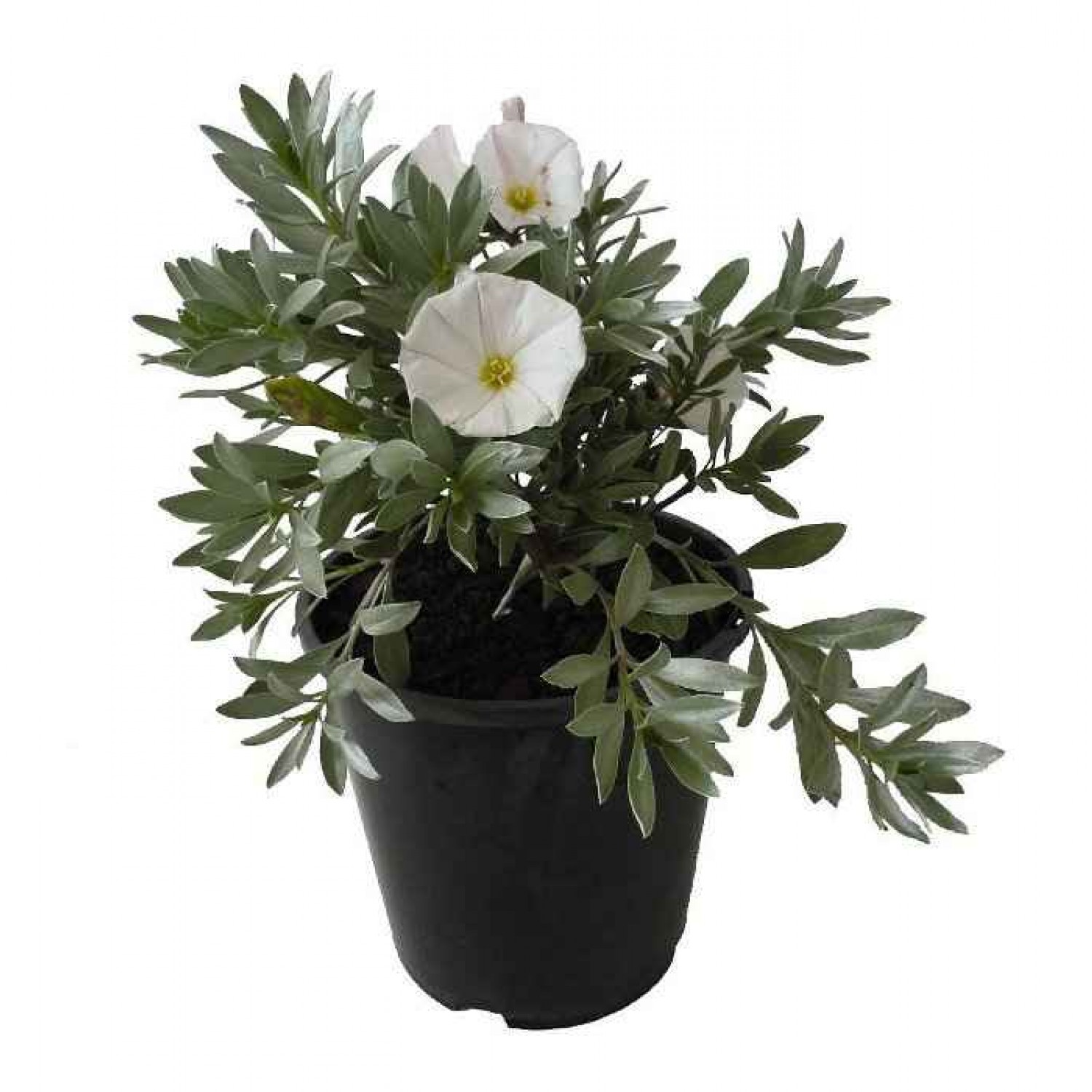 Silver Bush (Convolvulus cneorum) | Rhizomatous Flowering Herbaceous Perennials  Silver Bush (Convolvulus cneorum) | kipogeorgiki.gr