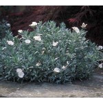 Silver Bush (Convolvulus cneorum) | Rhizomatous Flowering Herbaceous Perennials  Silver Bush (Convolvulus cneorum) | kipogeorgiki.gr