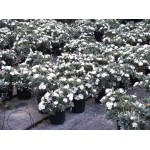 Silver Bush (Convolvulus cneorum) | Rhizomatous Flowering Herbaceous Perennials  Silver Bush (Convolvulus cneorum) | kipogeorgiki.gr