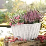 BACINO Cottage 30 Sand Brown 30x30x(H)18cm Self-Watering Planter-Cachepot LECHUZA Complete - Automatic Watering Square Planters