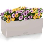 BALCONERA Color 50 Sand Brown 50x19x19cm LECHUZA Self-Watering Planter & Window Box - Automatic Watering Planters