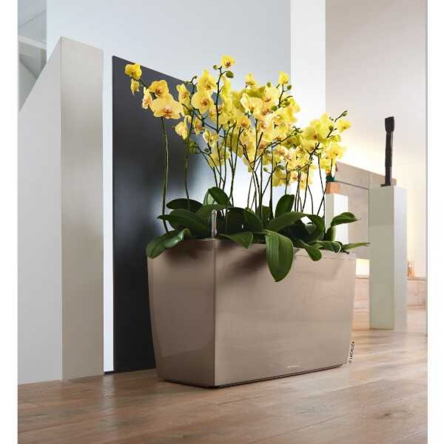 Ζαρντινιέρες Δαπέδου 75x30x(Υ)42,5cm LECHUZA CARARO