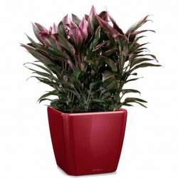 Square Planter 22,5x22,5x(H)20,5cm QUADRO LS 21 Premium LECHUZA Self-Watering Square Planters 22,5x22,5x(H)20,5cm QUADRO LS 21