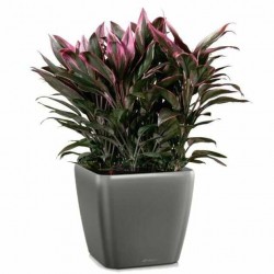 Square Planter 28x28x(H)26cm QUADRO LS 28 Premium LECHUZA Self-Watering Square Planters 28x28x(H)26cm QUADRO LS 28 Premium