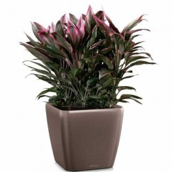 Square Planter 35.5x35.5x(H)32.5cm QUADRO LS 35 Premium LECHUZA Self-Watering Square Planters 35.5x35.5x(H)32.5cm QUADRO LS 35 Premium