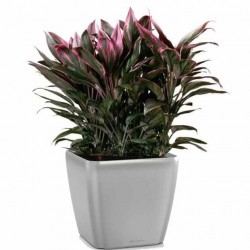 Square Planter 43x43x(H)39cm QUADRO LS 43 Premium LECHUZA Self-Watering Square Planters 43x43x(H)39cm QUADRO LS 43
