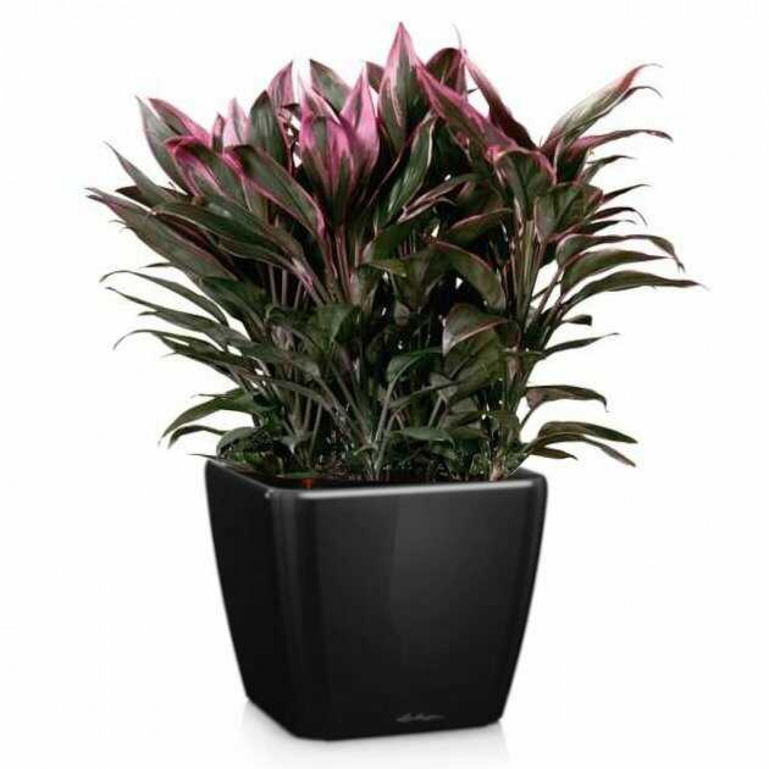 Square Planter 50x50x(H)46.5cm QUADRO LS 50 Premium LECHUZA Self-Watering Square Planters 50x50x(H)46.5cm QUADRO LS 50