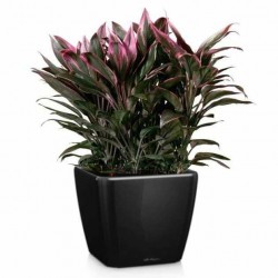Square Planter 50x50x(H)46.5cm QUADRO LS 50 Premium LECHUZA Self-Watering Square Planters 50x50x(H)46.5cm QUADRO LS 50