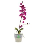 Διαφανής Γλάστρα-Κασπώ για Ορχιδέες ROTO ORCHIDS Plastona - Στρογγυλές Πλαστικές Γλάστρες Διαφανής Γλάστρα-Κασπώ για Ορχιδέες ROTO ORCHIDS Plastona