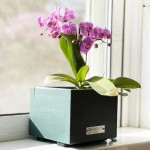Planter - Cachepot Green 15(H)x18x18cm - Impregnated Wooden Pots & Planters Planter - Cachepot Green 15(H)x18x18cm Impregnated