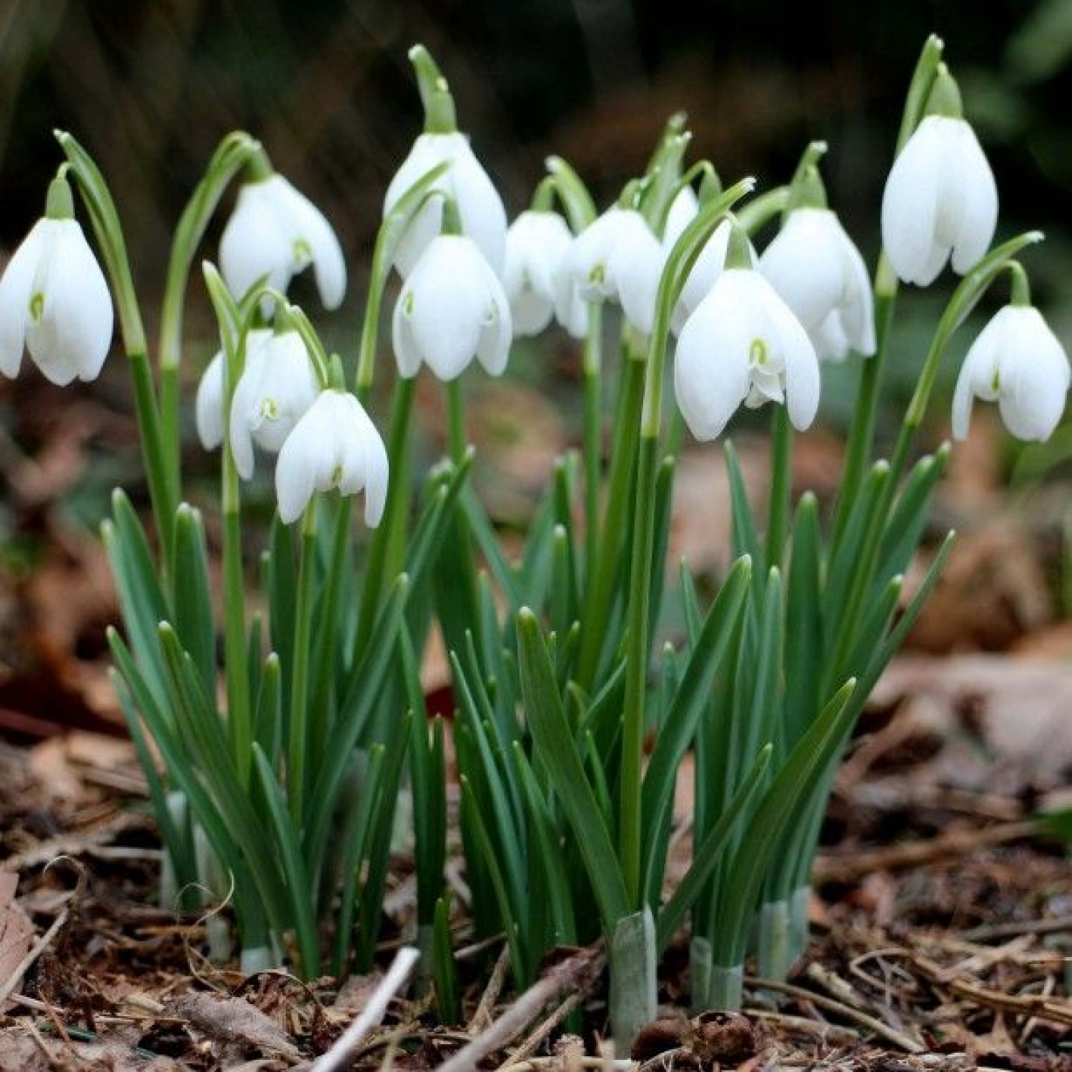 Double Snowdrop - Galanthus Flore Pleno | kipogeorgiki.gr