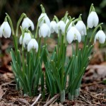 Double Snowdrop - Galanthus Flore Pleno | kipogeorgiki.gr