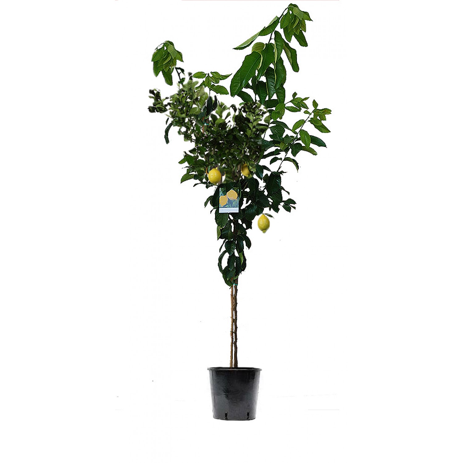 Lemon (Citrus × limon) Lemon (Citrus × limon) | kipogeorgiki.gr