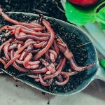 Geo Red Worms Σκουλήκια Κομποστοποίησης 1lt Geo HUMUS - Κόκκινοι Γαιοσκώληκες Παραγωγής Κομπόστ