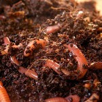 Geo Red Worms Σκουλήκια Κομποστοποίησης 1lt Geo HUMUS - Κόκκινοι Γαιοσκώληκες Παραγωγής Κομπόστ