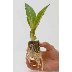 Rooting Hormones - Growth Regulators
