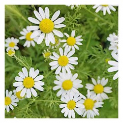 Chamomile Seeds 10g Packet (Matricaria recutita L.) Chamomile Seeds 10g Packet (Matricaria recutita-syn. Matricaria chamomilla) - Seed for Chamomiles