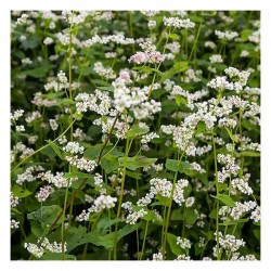 Buckwheat Seeds 200g Packet (Fagopyrum esculentum) Buckwheat Seeds 200g Packet (Fagopyrum esculentum) - Seed for Buckwheats