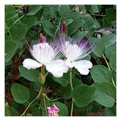 Caper Bush Packet 10g Seeds (Capparis spinosa) - Seeds of Aromatic & Medicinal Plants Caper Bush Packet 10g Seeds (Capparis spinosa)