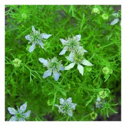 Cumin Packet 10g Seeds (Cuminum cyminum)