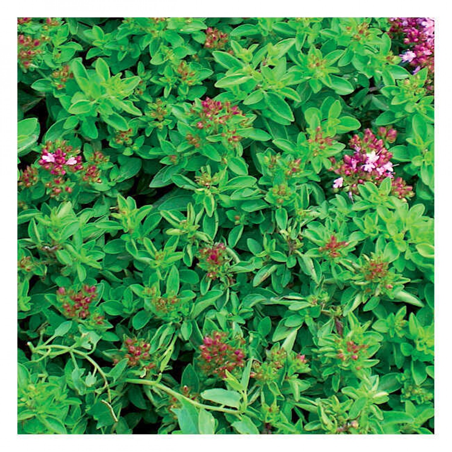 Marjoram Packet 10g Seeds (Origanum majorana)