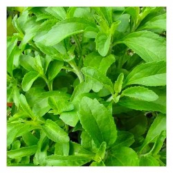 Candyleaf Seeds 50 Packet (Stevia rebaudiana) Candyleaf Seeds 50 Packet (Stevia rebaudiana) - Seed for Sugarleaves-Herbs