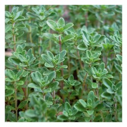 Common Thyme Packet 10g Seeds (Thymus vulgaris) - Seeds of Aromatic & Medicinal Plants Common Thyme Packet 10g Seeds (Thymus vulgaris)