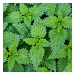 Common Nettle Seeds 10g Packet (Urtica Dioica L.) Common Nettle Seeds 10g Packet (Urtica Dioica L.) - Seed for Nettles-Herbs