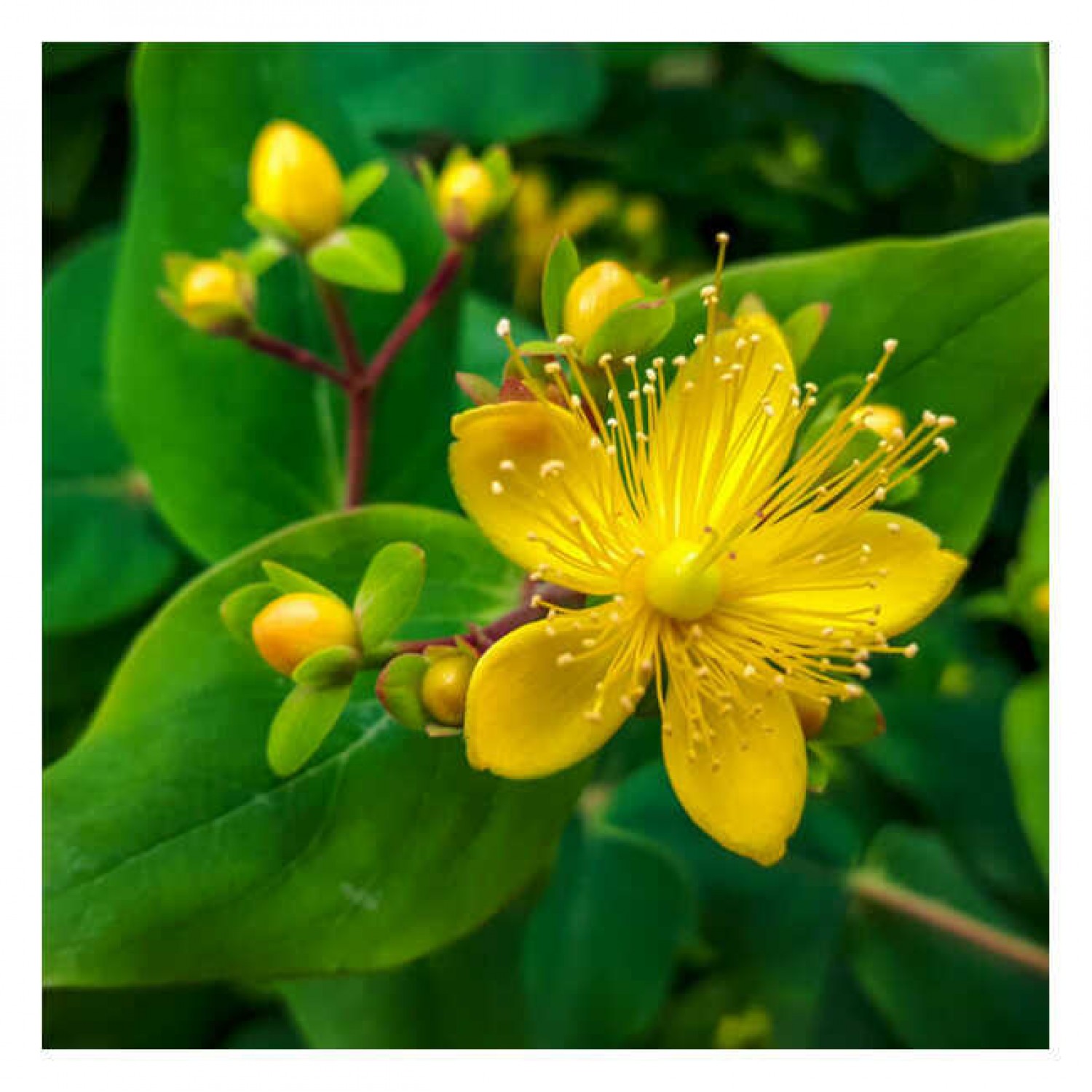 St. John's Wort Packet 10g (Hypericum perforatum) - Seeds of Aromatic & Medicinal Plants St. John's Wort Packet 10g (Hypericum perforatum) - Seeds