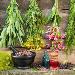 Aromatic & Medicinal Herb Commercial Seeds