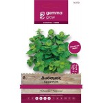 Δυόσμος Σπόροι Φακελάκι 16179 (Mentha spicata)
