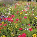 Σπόροι Μείγμα Ground Cover 1kg για Αστικά Λιβάδια EUROFLOR